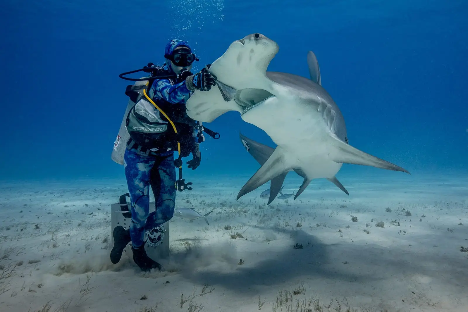 A great hammerhead taking bait from the hand of a shark diver on a shallow sand flat, its very tall sickle-shaped dorsal fin and the near-straight front margin of its head both clearly visible.