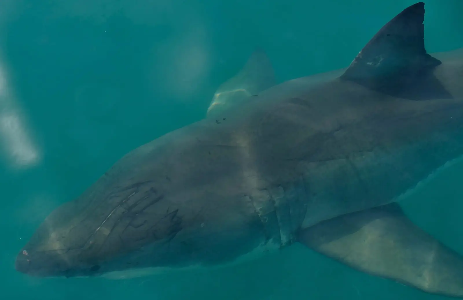 A great white shark passing close in green temperate water, its conical snout, countershaded flank and tall dorsal fin filling the frame.