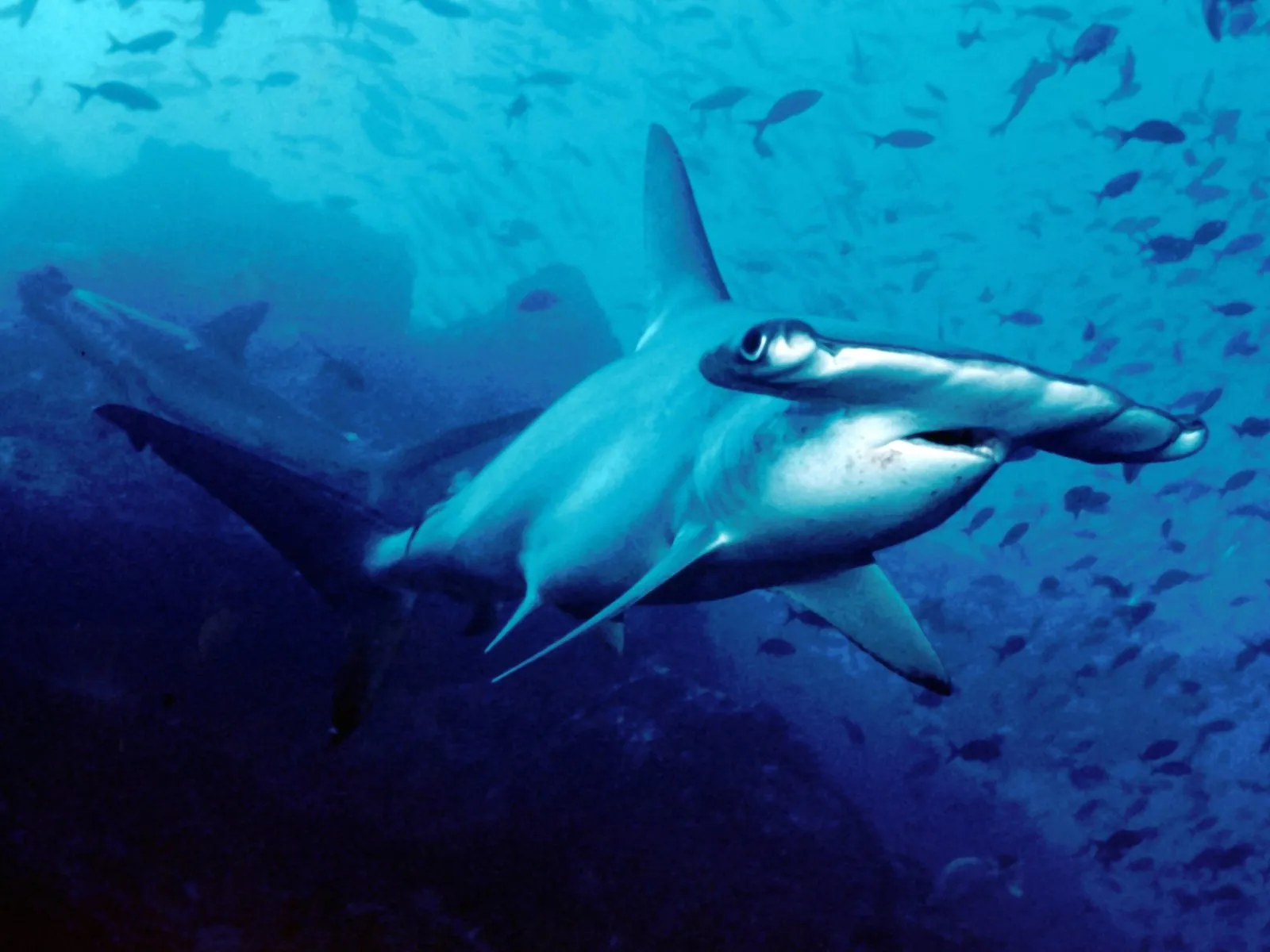 A scalloped hammerhead shark passing close to the camera, the notched front edge of its wide head clearly visible, with a second shark behind it.