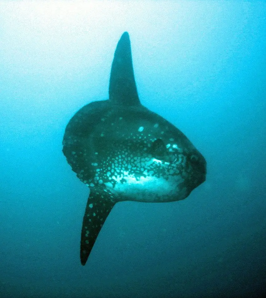 A sunfish hanging almost motionless in blue water off Bali, showing its tall dorsal fin and the rudder-like clavus where a tail fin would be.