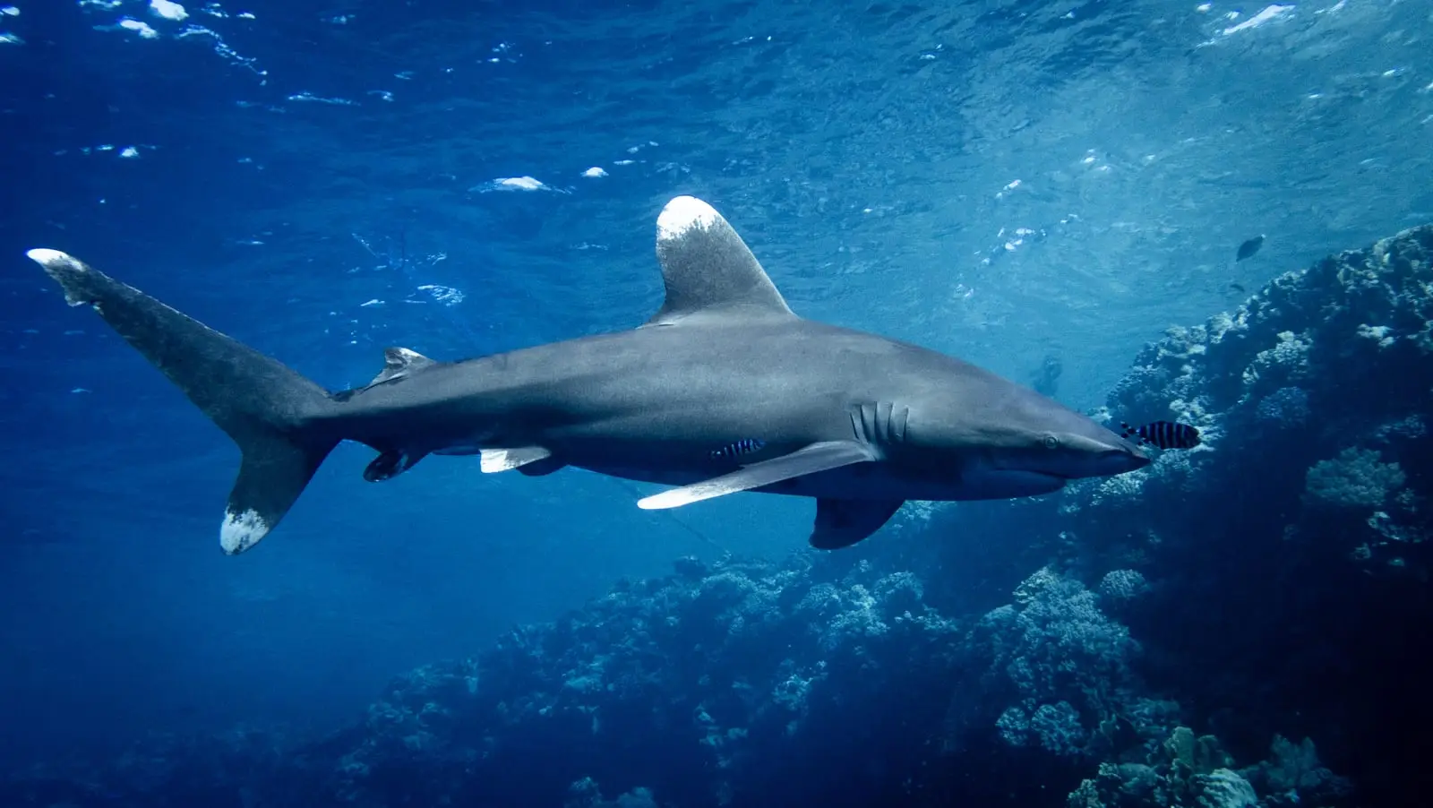 An oceanic whitetip shark under the surface with pilot fish alongside, its huge rounded first dorsal and broad paddle-shaped pectoral fins both tipped with mottled white.