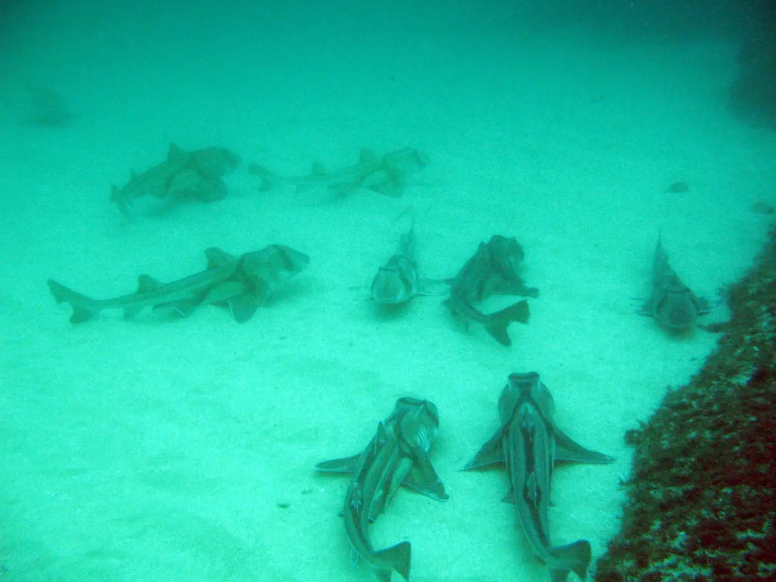 A group of Port Jackson sharks resting together on sand in cold green water, the dark harness markings across their shoulders visible on the nearest animals.