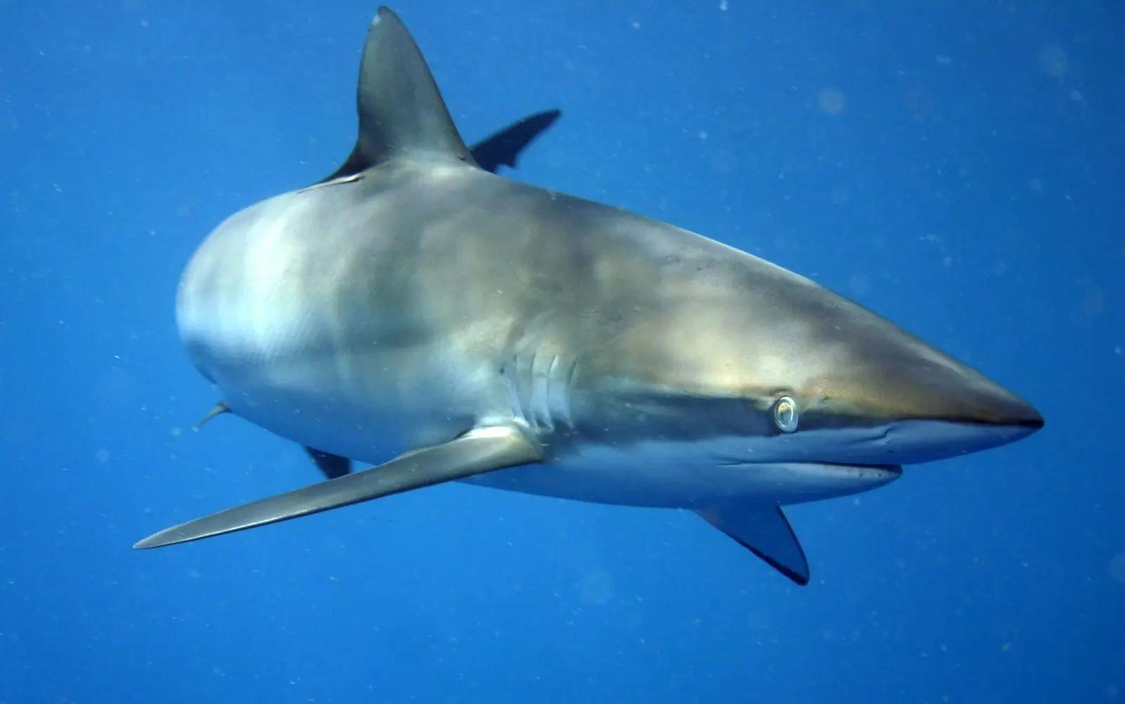 A silky shark in open blue water, its slender streamlined body and long sickle-shaped pectoral fins clearly visible.