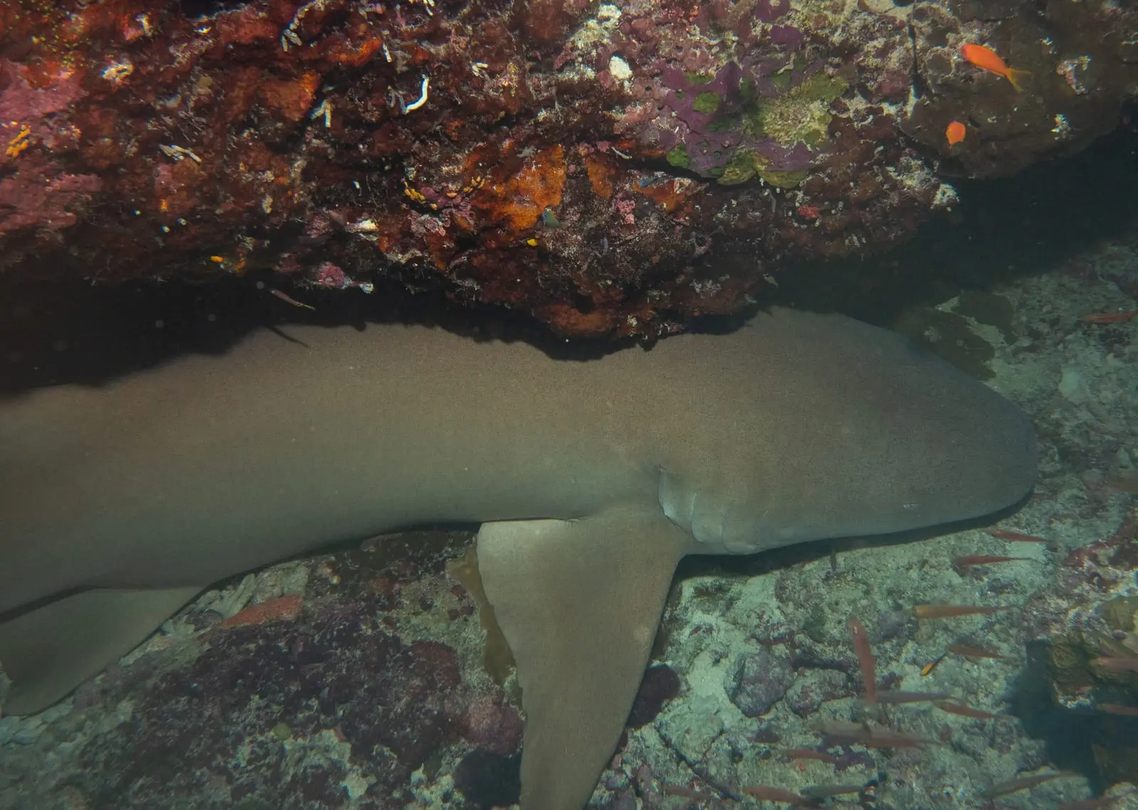 A tawny nurse shark resting wedged under a coral ledge, its plain tawny-brown body, small eye and broad flat head visible in the shade.