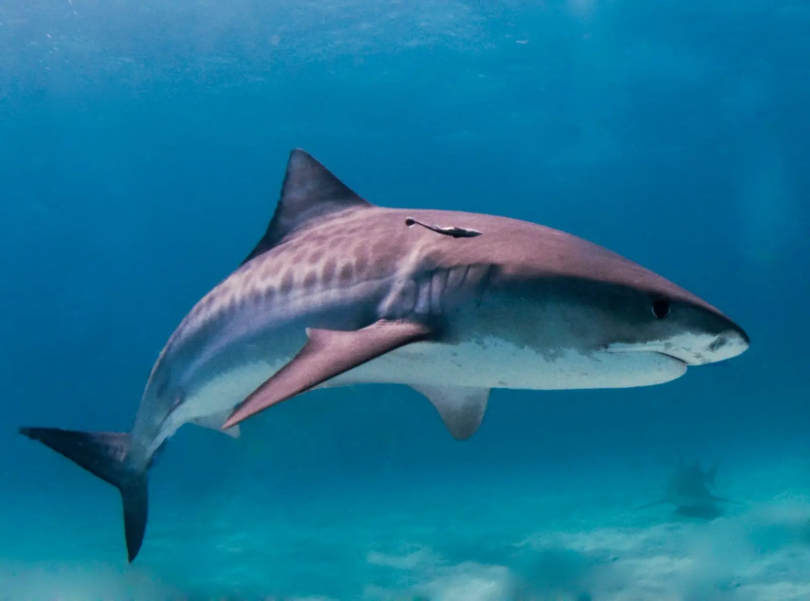 A tiger shark in profile over pale sand, the faint dark vertical bars that name the species visible along its flank, with its blunt, squared-off snout and heavy body.
