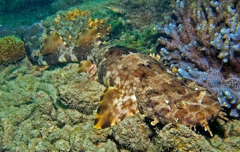 An ornate wobbegong lying on a tropical reef, its branching jaw lobes and mottled brown pattern visible against the coral.